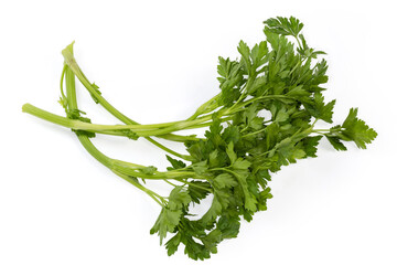Twigs of the fresh parsley on a white background