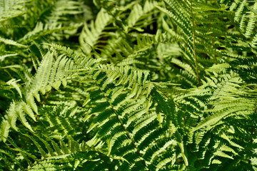 Common male fern leaves