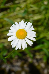 Obraz premium Saw-leaved moon daisy flower