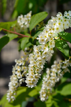 Bird cherry branch with flowers