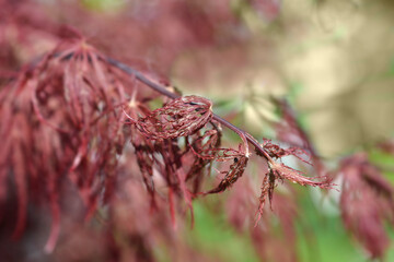 Japanese Maple Viridis