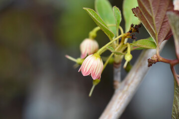 Red-vein enkianthus