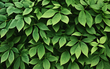 Fototapeta na wymiar Leaf concept background spring summer close-up green foliage of plants