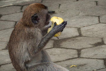 Groupe de singes macques longue queue sauvages, qui mangent les restes des touristes devant le...