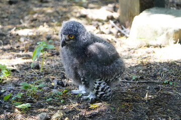 Young Snowy Owl waiting for mother's food. (Bubo scandiacus) owl family Strigidae. Vogelpark Walsrode, Germany.
