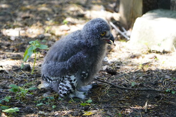Young Snowy Owl waiting for mother's food. (Bubo scandiacus) owl family Strigidae. Vogelpark Walsrode, Germany.