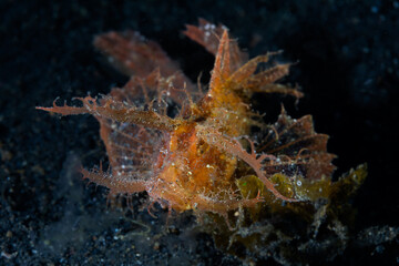 Ambon Scorpionfish - Pteroidichthys amboinensis