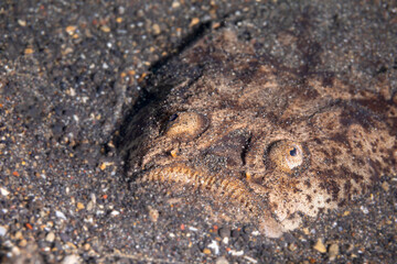 Stargazer - Uranoscopidae