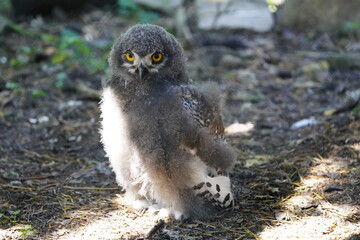 Young Snowy Owl waiting for mother's food. (Bubo scandiacus) owl family Strigidae. Vogelpark...
