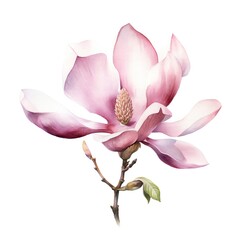 Naklejka premium Watercolor Magnolia on white background Generative AI
