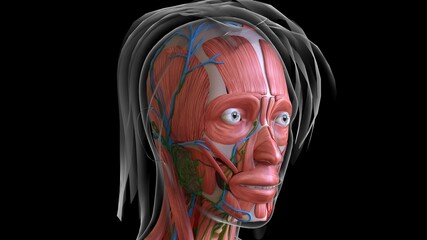 female face muscle anatomy for medical concept 3d rendering