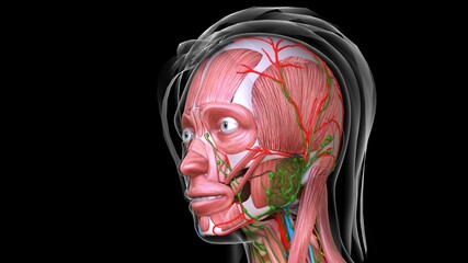 female face muscle anatomy for medical concept 3d rendering