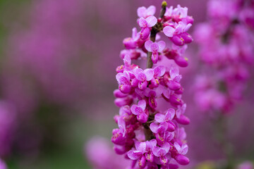 close-up red flowers of the Chinese redbud Cercis chinensis selective focus, floral purple background