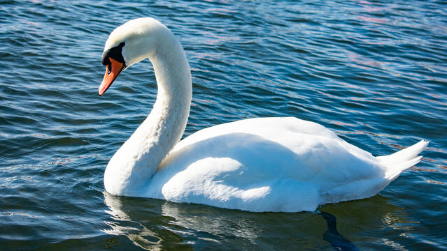maennlicher Schwan von der Seite im See