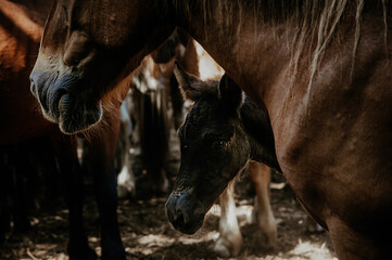 A tender scene of a foal nestled beside its mother, embraced by a herd of majestic horses. Nature's...
