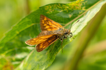 Fototapeta na wymiar Motyl - karłątek Kniejnik - Ochlodes venatus = Ochlodes sylvanus = Ochlodes faunus