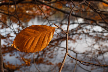 Autumn leaves. Selective focus.