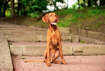 A dog of the Hungarian Vizsla breed sits on stone steps against the background of a green park. The dog is a hunter. It is brown. The photo is blurred and horizontal