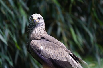 Common buzzard (Buteo buteo) Accipitridae family. Vogelpark Walsrode, Germany.