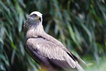 Common buzzard (Buteo buteo) Accipitridae family. Vogelpark Walsrode, Germany.