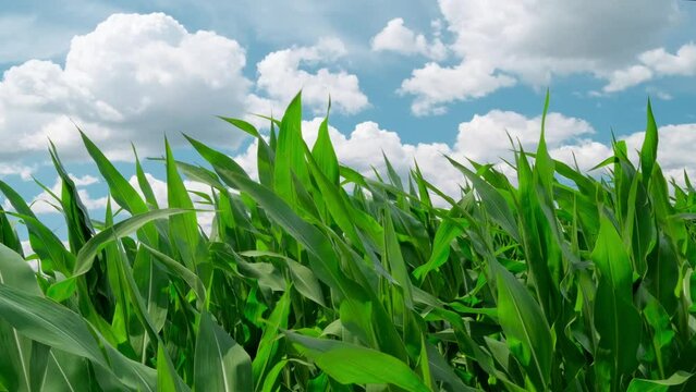 Green cornfield. Agricultural corn field stock video 4k