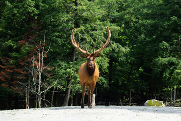 
Handsome red deer stag with large antlers standing proudly in the middle of a road during a summer day