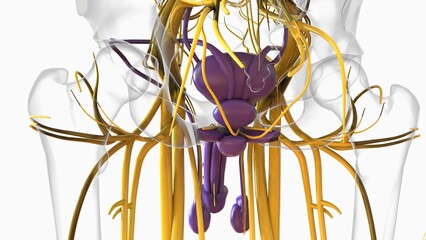 Male Reproductive System Anatomy For Medical Concept 3D Rendering © mybox