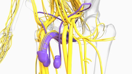 Male Reproductive System Anatomy For Medical Concept 3D Rendering © mybox