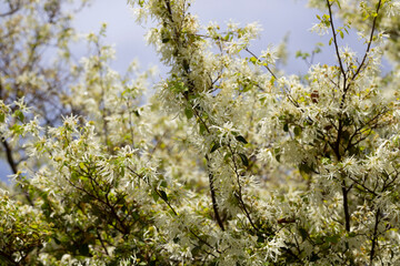 Close-up of the thin white thread-like petals of the Loropetalum chinense