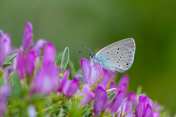 tiny blue butterfly feeding on purple flower, Staudinger's Blue, Cupido staudingeri