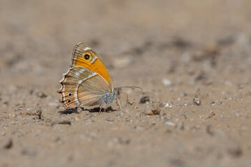 large butterfly picking up minerals from the ground, Wagner's Steppe Brown, Hyponephele wagneri