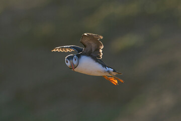 Puffin (Fratercula arctica) in flight along the coast of Skomer Island off the coast of Pembrokeshire in Wales, United Kingdom