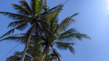 Naklejka na ściany i meble Coconut tree with blue sky