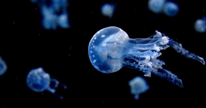 Underwater world of Jellyfish Close up footage of some jellyfish swimming aquarium travel destination wild animal beautiful