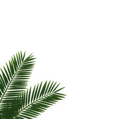 Fern leaf isolated on white png transparent background