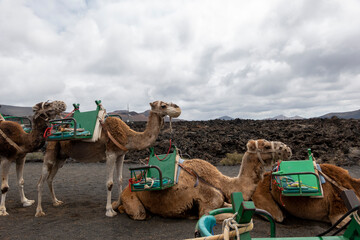 Camel Stall. Camels Safari Lanzarote. Dromedaries in the Echadero de los  Camellos, a  tourist...