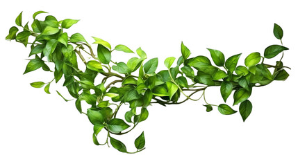 Twisted jungle vines liana plant with heart shaped green leaves isolated on white background - obrazy, fototapety, plakaty