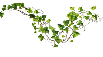 Heart shaped green variegated leave hanging vine plant bush of devil’s ivy or golden pothos (Epipremnum aureum) popular foliage tropical houseplant isolated on white with clipping path - obrazy, fototapety, plakaty
