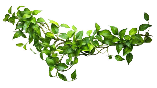 Twisted jungle vines liana plant with heart shaped green leaves isolated on white background