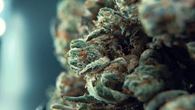 A macro cinematic detailed shot of a cannabis plant, hybrid orange strains, Indica type ,marijuana flower, on a 360 rotating stand, slow motion, Full HD, 120 fps, studio lighting