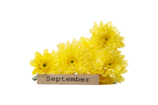 PNG,yellow chrysanthemums and wood with text September, isolated on white background