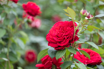 Fototapeta premium blooming red roses close-up on a green blurred background