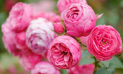blooming pink rose close-up on a blue blurred background