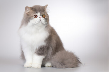 Persian long hair bi color breed male cat posing for portrait in studio