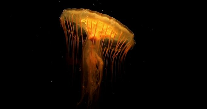 Graceful jellyfish underwater world deep sea animal Close-up - Footage of many spotted jellyfish blue background wildlife dive