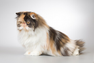 Persian long hair multi color breed male cat posing for portrait in studio