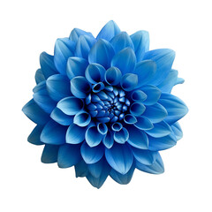 Blue Dahlia flower the tuberous garden plant isolated on transparent background with clipping path