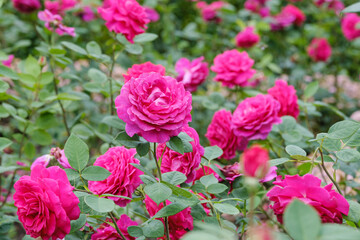 blooming magenta roses close-up on a blurred background