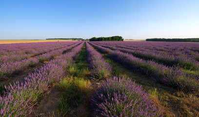 Fototapeta na wymiar Lavender fields in the French Gatinais Regional Nature park 