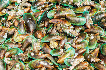 Fresh harvested delicious clams at a local seafood market, Philippines